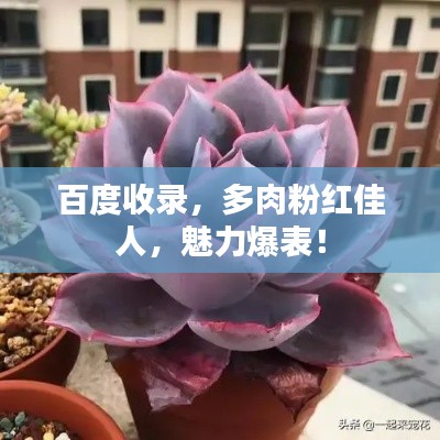 百度收录,多肉粉红佳人,魅力爆表!