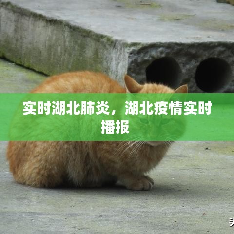 实时湖北肺炎，湖北疫情实时播报 
