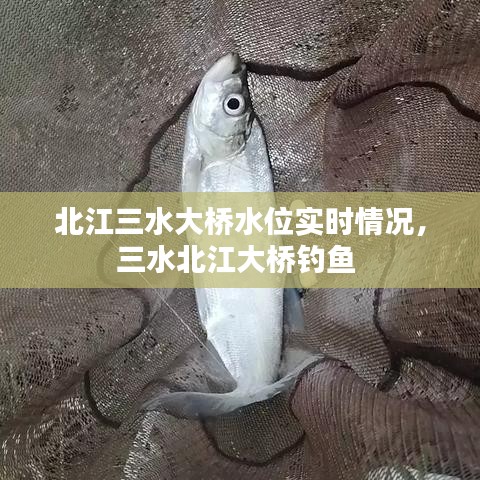 北江三水大桥水位实时情况,三水北江大桥钓鱼