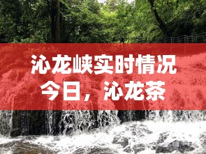沁龙峡实时情况今日,沁龙茶业