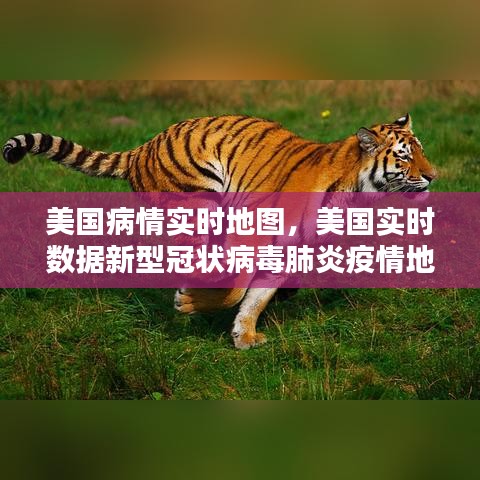 美国病情实时地图,美国实时数据新型冠状病毒肺炎疫情地图