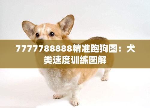 7777788888精准跑狗图:犬类速度训练图解