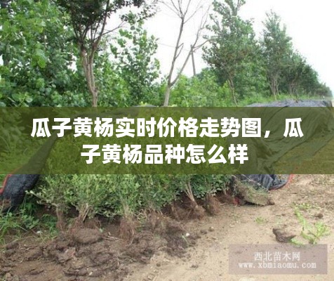 瓜子黄杨实时价格走势图,瓜子黄杨品种怎么样