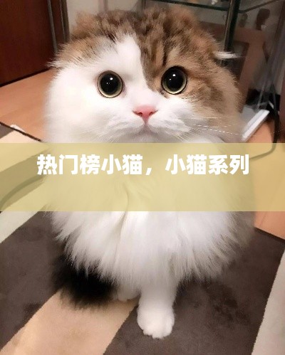 热门榜小猫,小猫系列