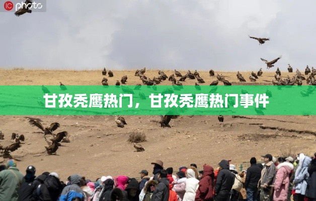 甘孜秃鹰热门,甘孜秃鹰热门事件