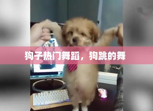 狗子热门舞蹈,狗跳的舞