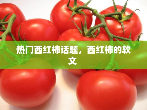 热门西红柿话题,西红柿的软文