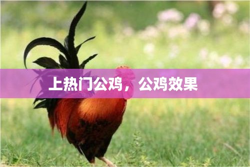上热门公鸡,公鸡效果