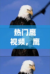 热门鹰视频,鹰的短视频