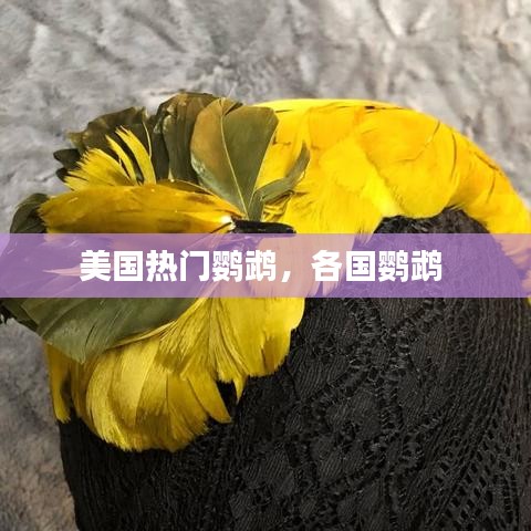 美国热门鹦鹉,各国鹦鹉