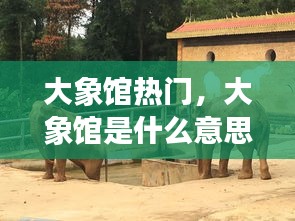 大象馆热门,大象馆是什么意思