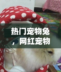 热门宠物兔,网红宠物兔
