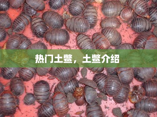 热门土鳖,土鳖介绍