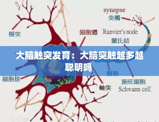 大脑触突发育:大脑突触越多越聪明吗