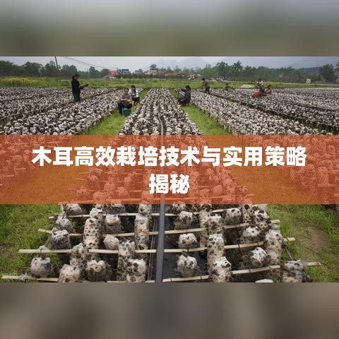 木耳高效栽培技术与实用策略揭秘