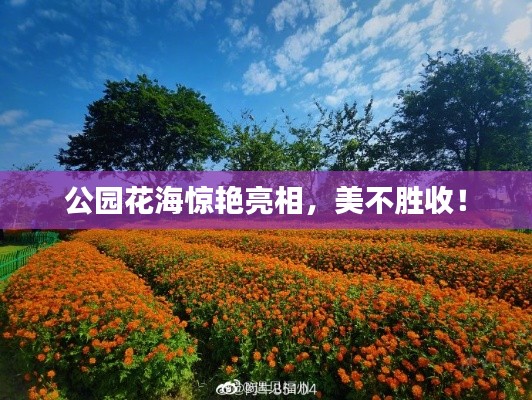 公园花海惊艳亮相,美不胜收!