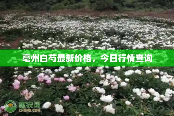 亳州白芍最新价格,今日行情查询