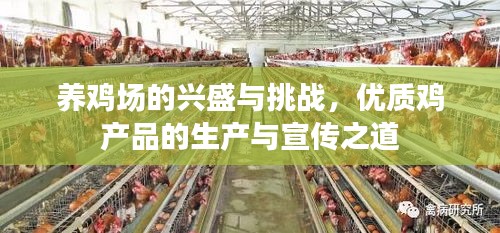 养鸡场的兴盛与挑战,优质鸡产品的生产与宣传之道