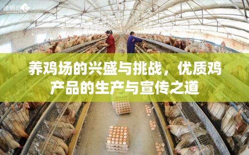 养鸡场的兴盛与挑战,优质鸡产品的生产与宣传之道