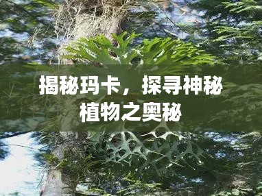 揭秘玛卡,探寻神秘植物之奥秘