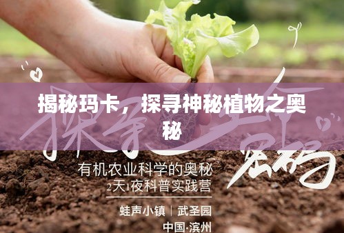 揭秘玛卡,探寻神秘植物之奥秘