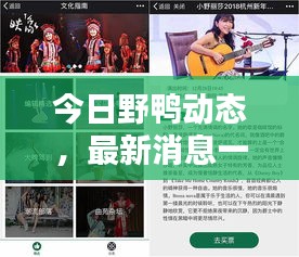 今日野鸭动态,最新消息一网打尽