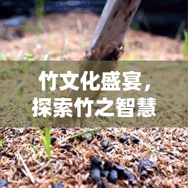 竹文化盛宴,探索竹之智慧,传承绿色精神