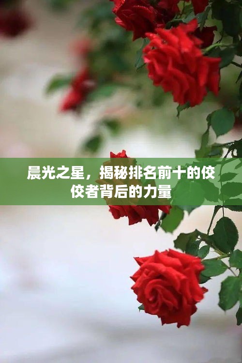 晨光之星,揭秘排名前十的佼佼者背后的力量