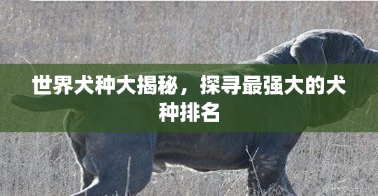 世界犬种大揭秘,探寻最强大的犬种排名
