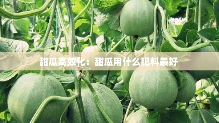 甜瓜高效化:甜瓜用什么肥料最好