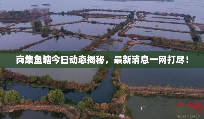 岗集鱼塘今日动态揭秘,最新消息一网打尽!