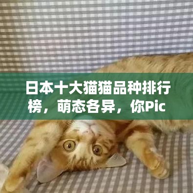 日本十大猫猫品种排行榜,萌态各异,你Pick哪一个?