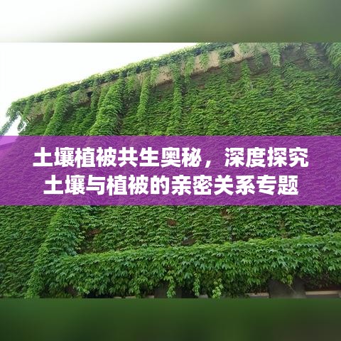 土壤植被共生奥秘,深度探究土壤与植被的亲密关系专题