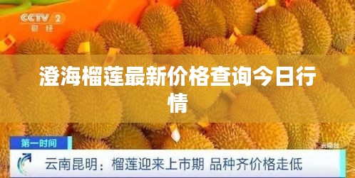 澄海榴莲最新价格查询今日行情