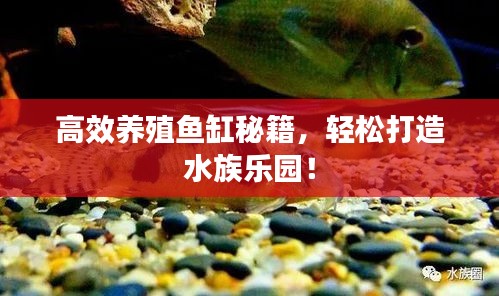 高效养殖鱼缸秘籍,轻松打造水族乐园!