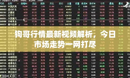 狗哥行情最新视频解析,今日市场走势一网打尽