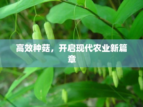 高效种菇,开启现代农业新篇章