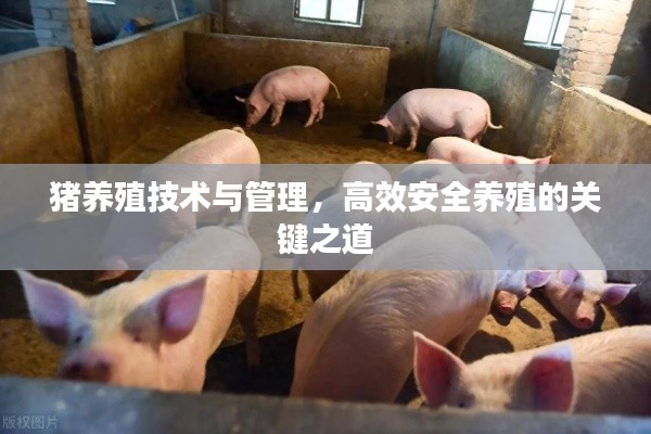 猪养殖技术与管理,高效安全养殖的关键之道