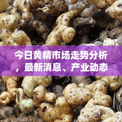 今日黄精市场走势分析,最新消息、产业动态与未来展望