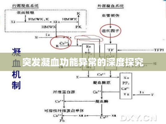 突发凝血功能异常的深度探究