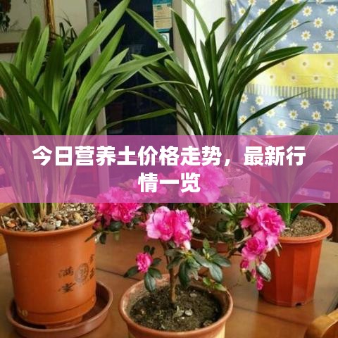 今日营养土价格走势,最新行情一览