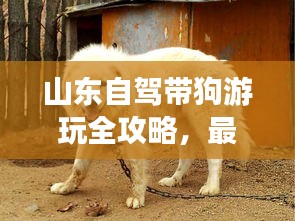 山东自驾带狗游玩全攻略,最新景点大解析