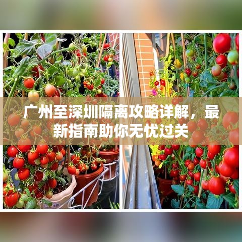 广州至深圳隔离攻略详解,最新指南助你无忧过关