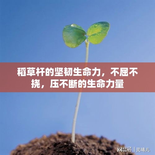 稻草杆的坚韧生命力,不屈不挠,压不断的生命力量