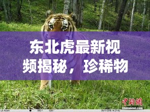 东北虎最新视频揭秘,珍稀物种的神秘踪迹探索