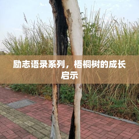 励志语录系列,梧桐树的成长启示