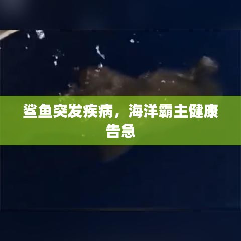鲨鱼突发疾病,海洋霸主健康告急
