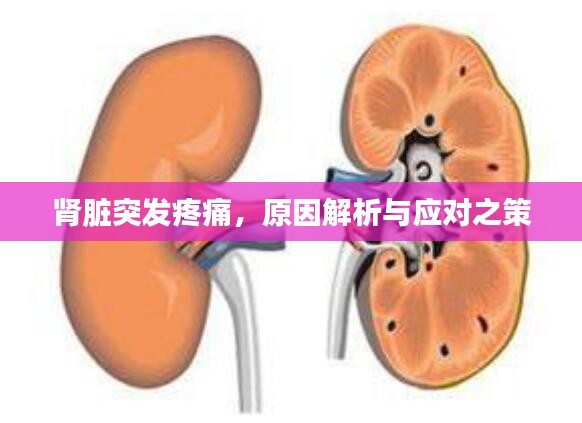 肾脏突发疼痛,原因解析与应对之策