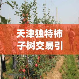 天津独特柿子树交易引发热议,新闻头条揭秘独特商机!