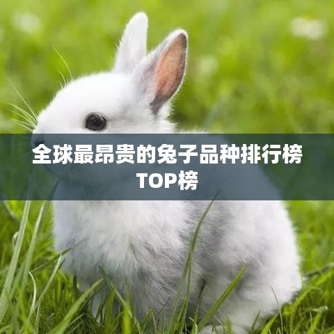 全球最昂贵的兔子品种排行榜TOP榜
